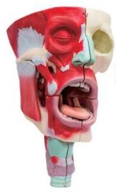 鼻、口、咽喉腔分解模型